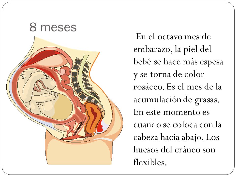 etapas+del+embarazo+mes+a+mes+ppt